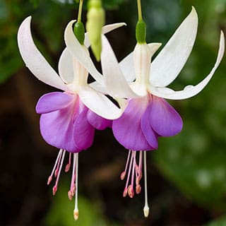 fuchsia at barnsdale gardens
